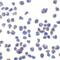 C1q And TNF Related 7 antibody, NBP1-76672, Novus Biologicals, Immunocytochemistry image 