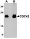 Cell Division Cycle 42 antibody, orb75169, Biorbyt, Western Blot image 