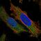 Zinc Finger Protein 622 antibody, HPA036514, Atlas Antibodies, Immunofluorescence image 