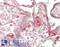 Endothelin 1 antibody, LS-B14598, Lifespan Biosciences, Immunohistochemistry paraffin image 