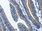 CDK5 Regulatory Subunit Associated Protein 3 antibody, CSB-PA773682, Cusabio, Immunohistochemistry paraffin image 