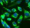 Glycogen Synthase Kinase 3 Beta antibody, FNab10503, FineTest, Immunofluorescence image 