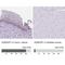Golgi Reassembly Stacking Protein 1 antibody, NBP2-47443, Novus Biologicals, Immunohistochemistry paraffin image 