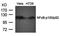 Nuclear Factor Kappa B Subunit 2 antibody, orb14431, Biorbyt, Western Blot image 