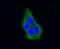 Arrestin Beta 1 antibody, NBP2-67510, Novus Biologicals, Immunofluorescence image 