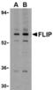 CASP8 And FADD Like Apoptosis Regulator antibody, LS-C274, Lifespan Biosciences, Western Blot image 