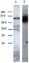 Transglutaminase 1 antibody, AP55334PU-N, Origene, Western Blot image 