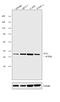 WT1 Transcription Factor antibody, PA5-16879, Invitrogen Antibodies, Western Blot image 