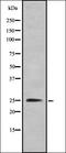Interleukin-36 alpha antibody, orb378134, Biorbyt, Western Blot image 