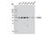 Tubulin Gamma 1 antibody, 5886S, Cell Signaling Technology, Western Blot image 