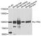 Interleukin 17 Receptor A antibody, orb373038, Biorbyt, Western Blot image 