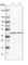 Eukaryotic Translation Initiation Factor 3 Subunit H antibody, HPA023117, Atlas Antibodies, Western Blot image 