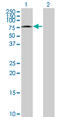 Mediator Complex Subunit 26 antibody, LS-B6198, Lifespan Biosciences, Western Blot image 