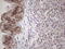 Serine And Arginine Rich Splicing Factor 9 antibody, LS-C340497, Lifespan Biosciences, Immunohistochemistry paraffin image 