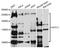 Host cell factor 1 antibody, A1841, ABclonal Technology, Western Blot image 