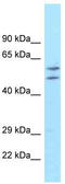 Autophagy Related 16 Like 1 antibody, TA335529, Origene, Western Blot image 