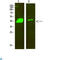 Distal-Less Homeobox 2 antibody, LS-C813395, Lifespan Biosciences, Western Blot image 