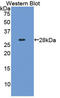 Collagen Type IV Alpha 2 Chain antibody, LS-C293433, Lifespan Biosciences, Western Blot image 