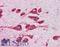 Monoamine Oxidase B antibody, LS-B2871, Lifespan Biosciences, Immunohistochemistry paraffin image 
