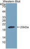 Growth Differentiation Factor 9 antibody, LS-C314507, Lifespan Biosciences, Western Blot image 
