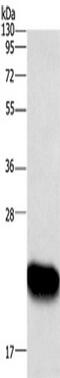 ADP Ribosylation Factor Like GTPase 4A antibody, TA349515, Origene, Western Blot image 