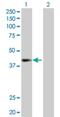 Nei Like DNA Glycosylase 2 antibody, H00252969-D01P, Novus Biologicals, Western Blot image 