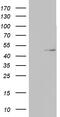 TIMELESS-interacting protein antibody, TA802940S, Origene, Western Blot image 