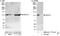 Mov10 RISC Complex RNA Helicase antibody, NB100-77314, Novus Biologicals, Western Blot image 