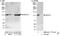 Putative helicase MOV-10 antibody, NB100-77314, Novus Biologicals, Western Blot image 