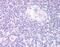Forkhead Box N1 antibody, GTX89637, GeneTex, Immunohistochemistry paraffin image 
