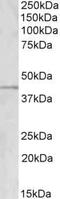 GRAM Domain Containing 2B antibody, PA5-19380, Invitrogen Antibodies, Western Blot image 