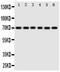 Mammalian branch point-binding protein antibody, PA1864, Boster Biological Technology, Western Blot image 