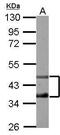 Transcription Factor Dp-2 antibody, PA5-27685, Invitrogen Antibodies, Western Blot image 