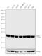 Lactate Dehydrogenase A antibody, 702747, Invitrogen Antibodies, Western Blot image 