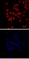 GATA Binding Protein 6 antibody, AF1700, R&D Systems, Immunocytochemistry image 