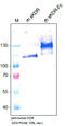 Kinase Insert Domain Receptor antibody, DM3502, Origene, Western Blot image 