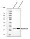 Regenerating Family Member 1 Alpha antibody, A03075-2, Boster Biological Technology, Western Blot image 