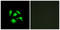 TSC22 Domain Family Member 1 antibody, LS-B8419, Lifespan Biosciences, Immunofluorescence image 