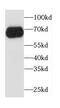 Coiled-Coil Domain Containing 9 antibody, FNab01371, FineTest, Western Blot image 