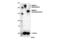 L1 Cell Adhesion Molecule antibody, 90269S, Cell Signaling Technology, Western Blot image 
