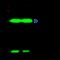 Cofilin 2 antibody, GTX02238, GeneTex, Immunoprecipitation image 