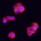 BORA Aurora Kinase A Activator antibody, PA5-48104, Invitrogen Antibodies, Immunocytochemistry image 