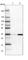 OTU Domain Containing 6B antibody, HPA024503, Atlas Antibodies, Western Blot image 