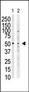 Suppressor Of Variegation 3-9 Homolog 1 antibody, AP11169PU-N, Origene, Western Blot image 