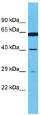 Olfactory Receptor Family 4 Subfamily E Member 2 antibody, TA337504, Origene, Western Blot image 