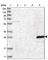 Grancalcin antibody, HPA035033, Atlas Antibodies, Western Blot image 