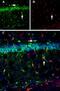 Calnexin antibody, PA5-77383, Invitrogen Antibodies, Immunohistochemistry frozen image 