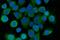 Sorcin antibody, A00222-2, Boster Biological Technology, Immunofluorescence image 