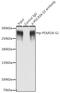 RNA Polymerase II Subunit A antibody, LS-C750568, Lifespan Biosciences, Immunoprecipitation image 