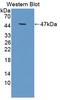 TIMP Metallopeptidase Inhibitor 1 antibody, LS-C738763, Lifespan Biosciences, Western Blot image 